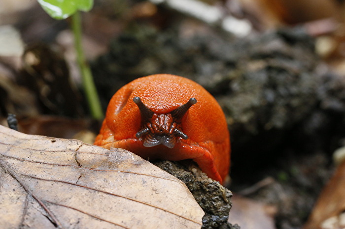 Schnecke frontal