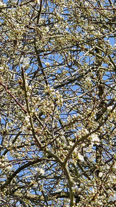 Rowan Blossoms