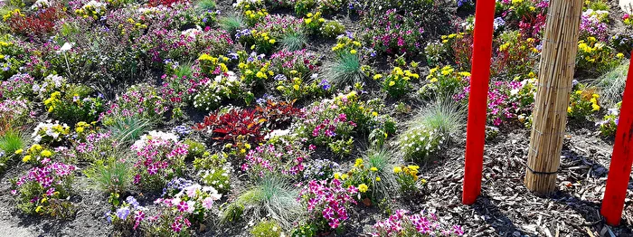 Ground cover plants