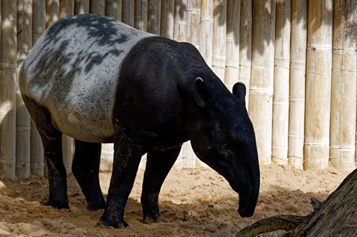 Tapir