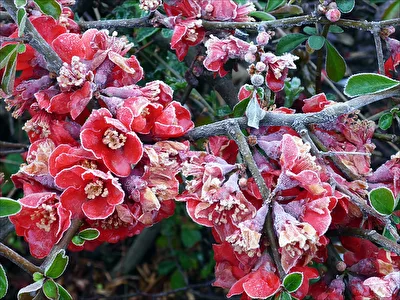 Eis-Blüten