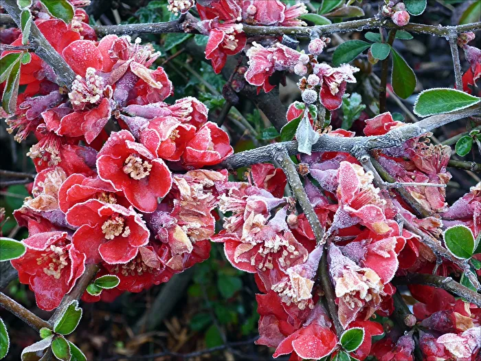 Eis-Blüten