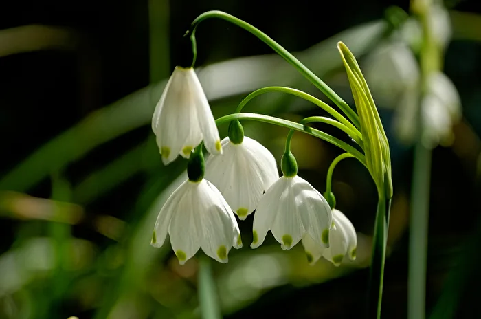 Coupe de mars