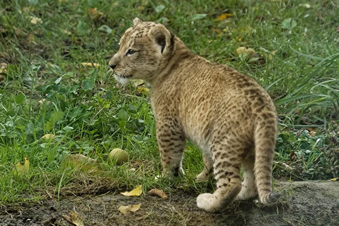 young lion