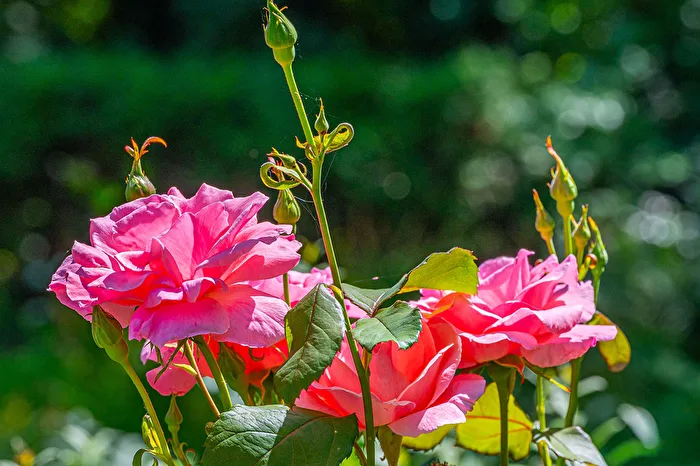 Eine Rose namens Ricarda