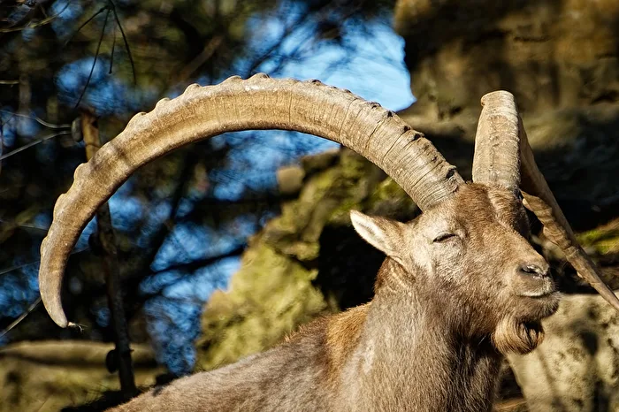Alpine Ibex