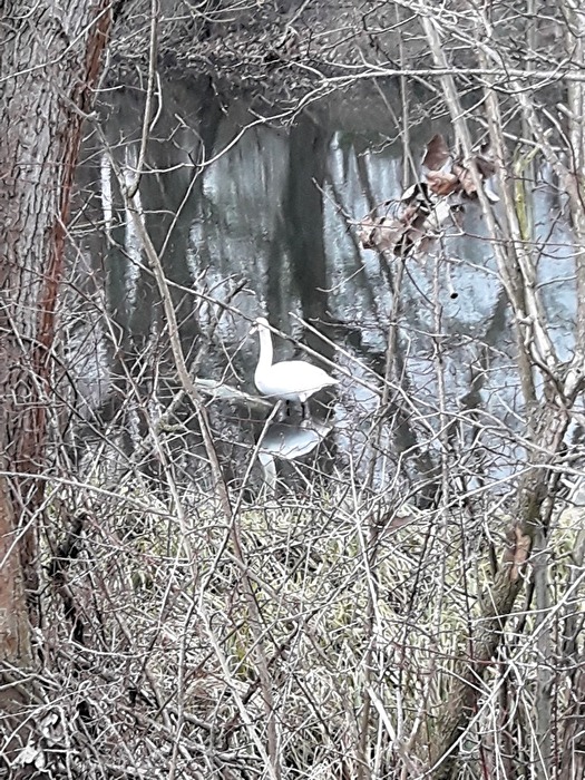 Neugieriger Schwan