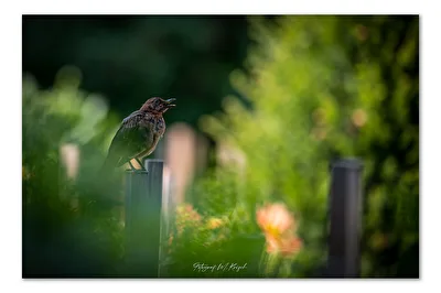 "Wildlife" im Dahliengarten