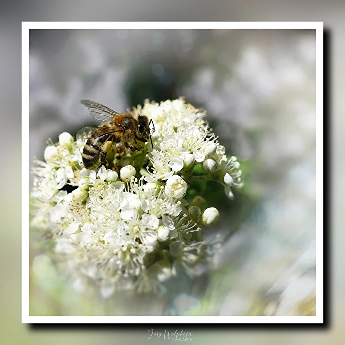 Bee framed