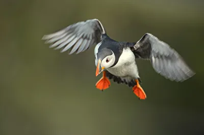 Papageientaucher