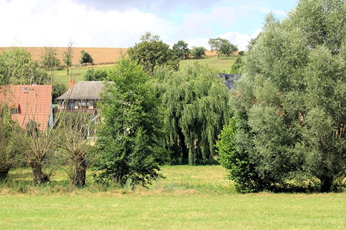 Baumbewuchs an der Nautschke