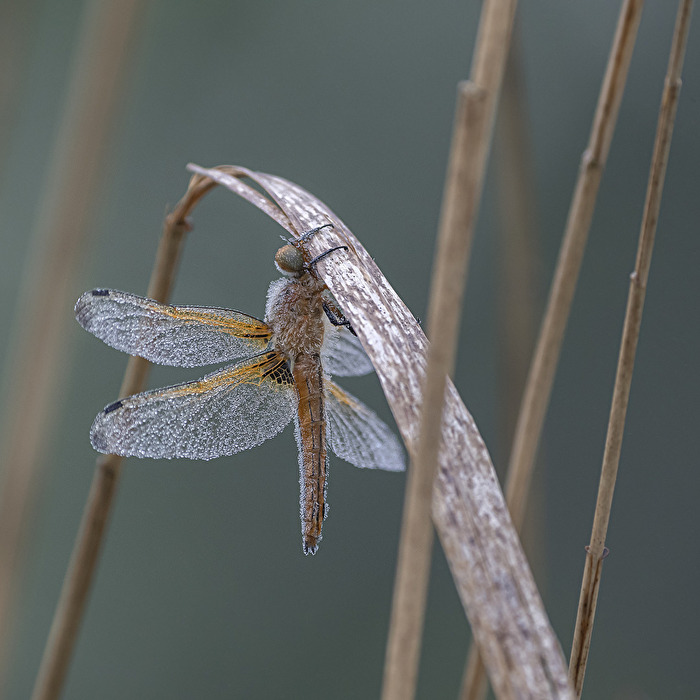 Libelle am frühen Morgen mit leichtem Frost