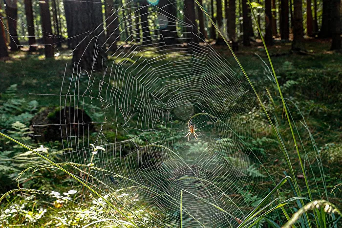 Fleißig,  Fleißig . . .   (Spinnennetzt)