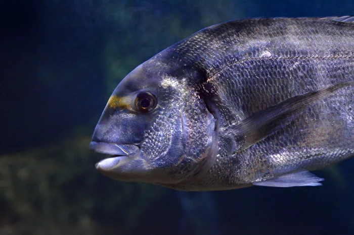 Dorade oder Goldbrasse