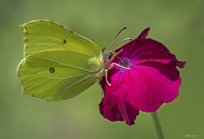 thirsty brimstone butterfly