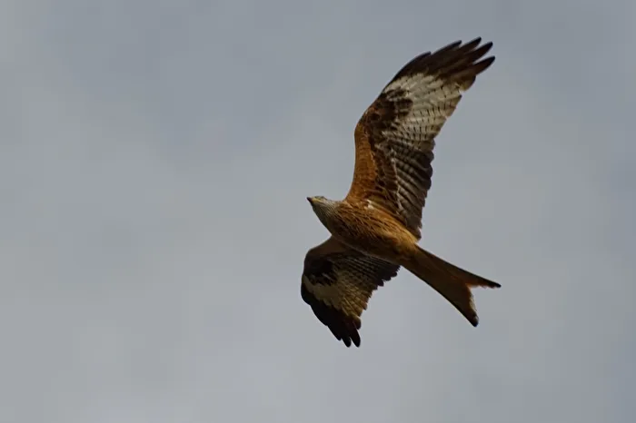 Red Kite