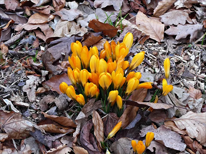 Crocuses