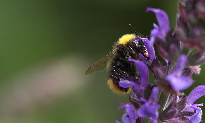 Ein Hummel am Lavendel