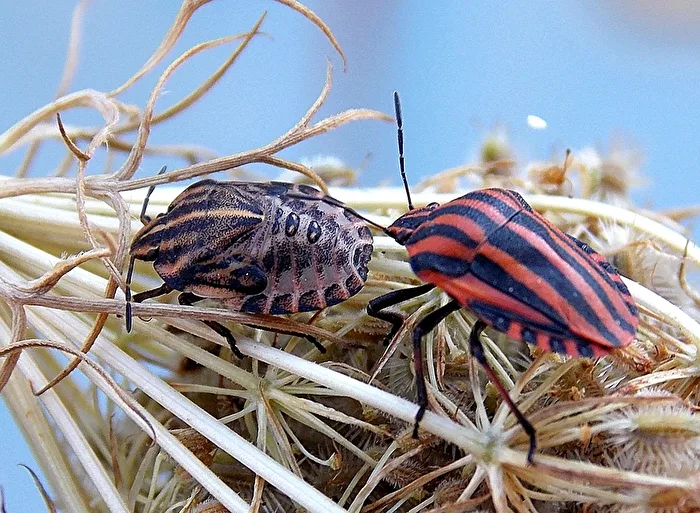 Quickly done and done, striped bug and as a larva