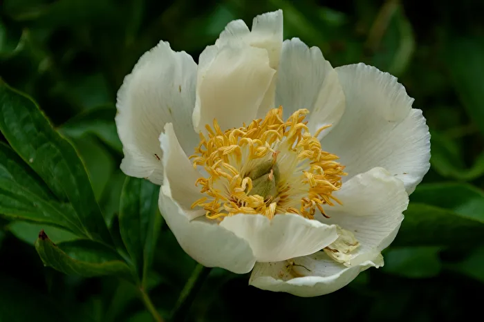 Peony
