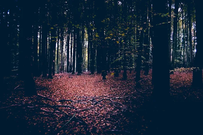 Herbstwald