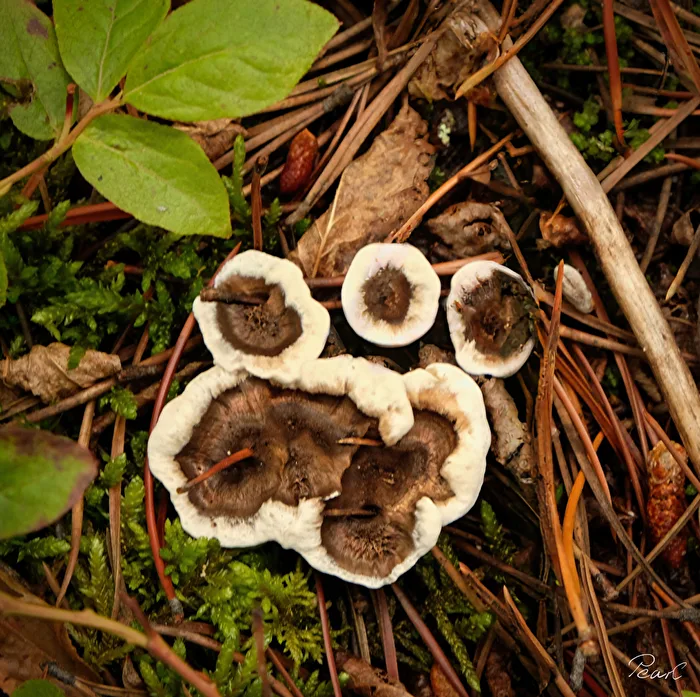 Pilze- als Bärentatze getarnt