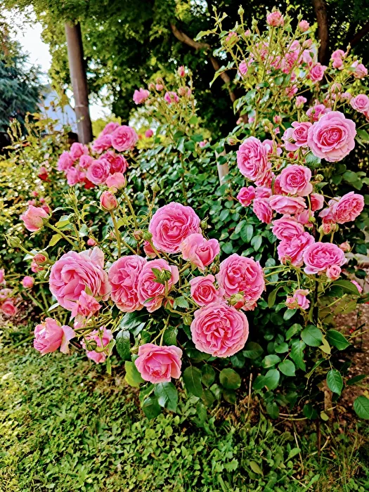 Roses