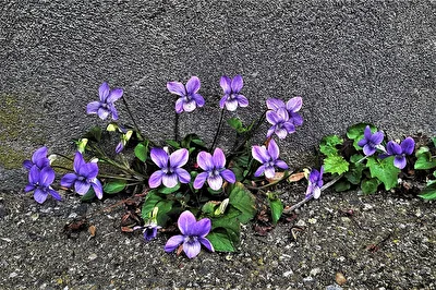 " Mauer - Blümchen "