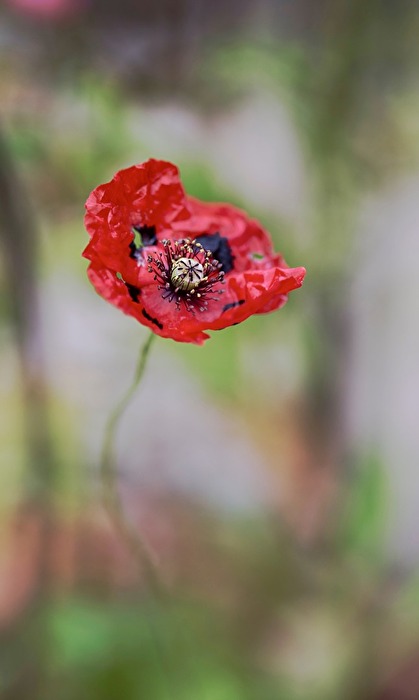 Mohn simpel
