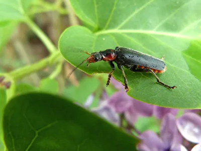 Käfer