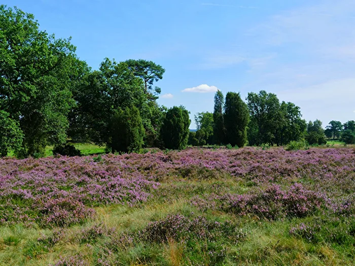 Heather Bloom 1