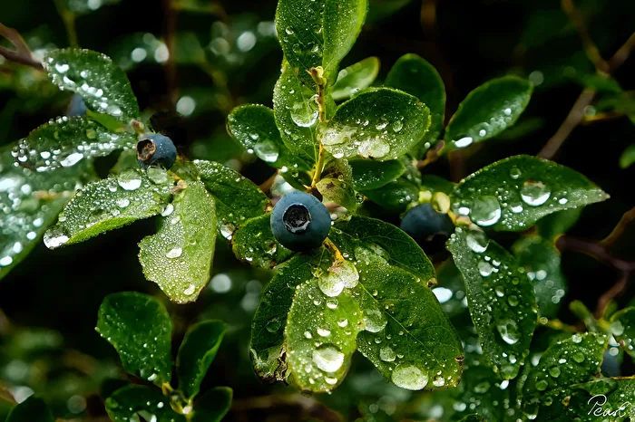 Foliage