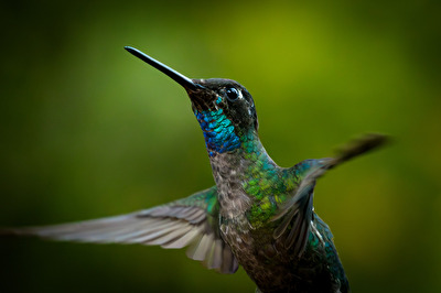 Männlicher Glitzerbrillantkolibri
