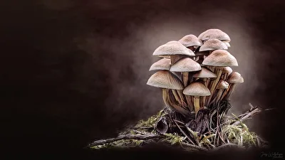 Pilz-Art