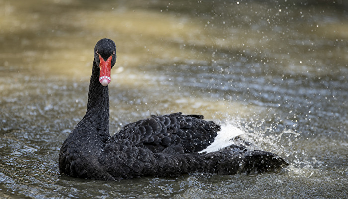 Trauer Schwan