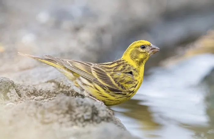 Golden Feathers