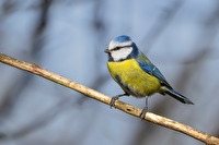 Blaumeise