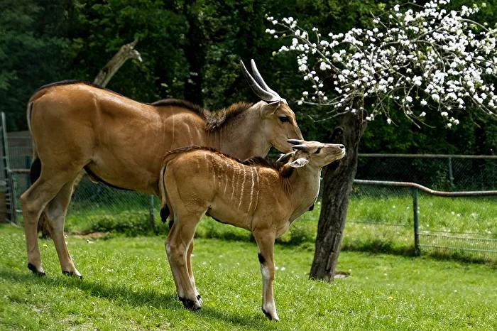 Eland Antelope