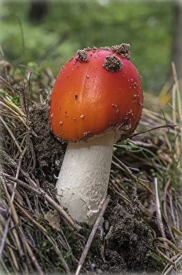 P . . P . . PILZ