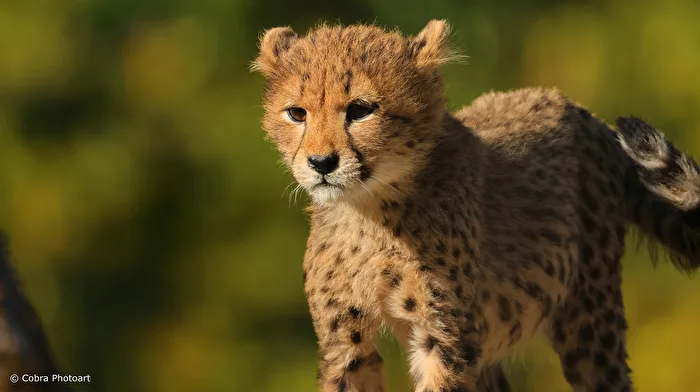 Junger Gepard.