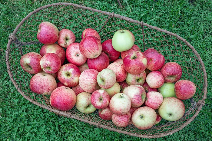 Last Harvest