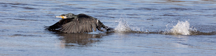 Kormoran beim Start