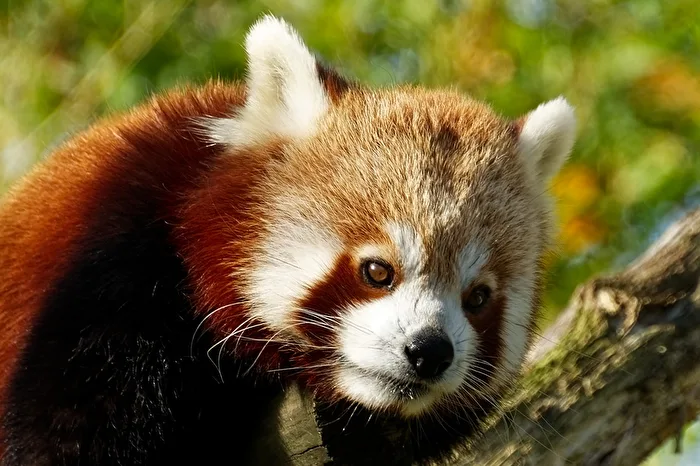 Red Panda (Cat Bear)