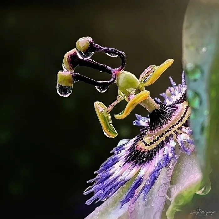 Passionsblume