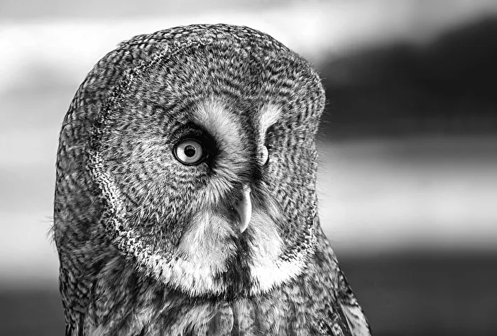 Tawny Owl... in B/W