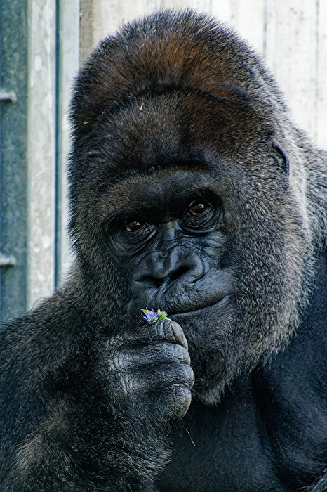 Gorilla