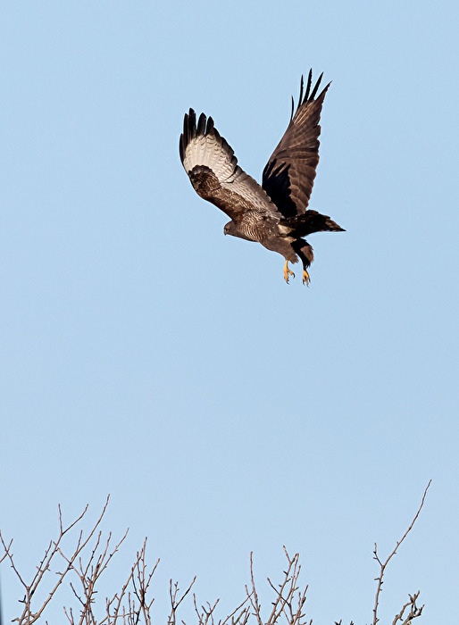 Bussard im Abflug