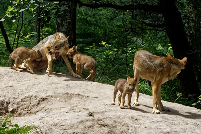 European wolves with young animals