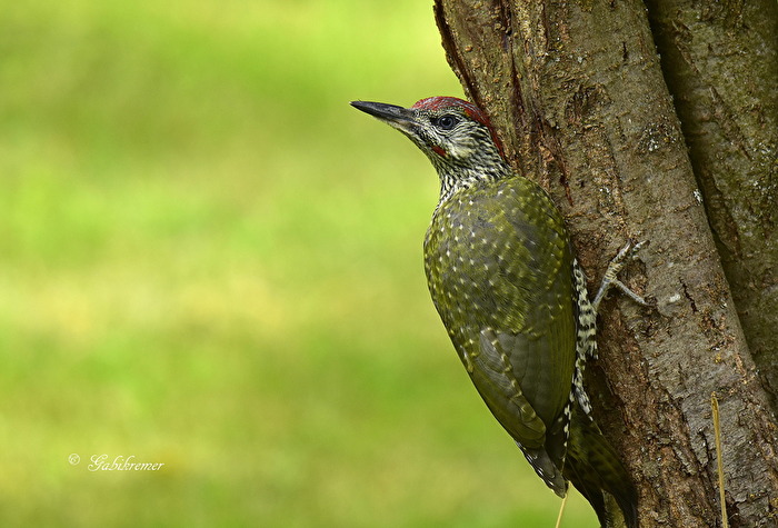 Grünspecht