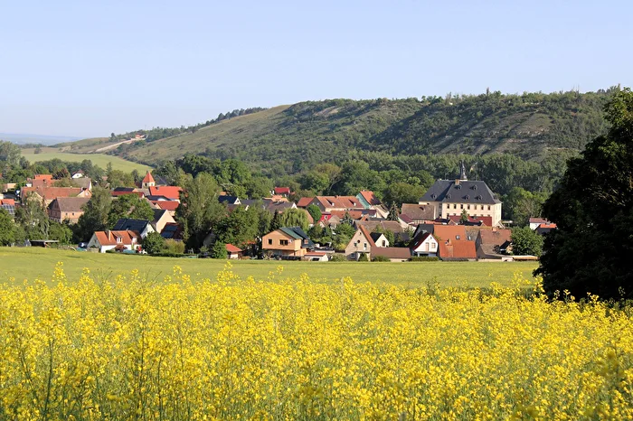 Im Rapsfeld